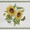 Botanical-style sunflower illustration with two large yellow sunflowers, green leaves, small butterflies, and the text 'HELLIANTHUS ANNUUS Sunflower' on a white background with decorative leaf borders at the top and bottom.